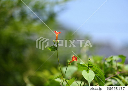 夏空とマルバルコウソウ 夏空とマルバルコウソウ 68663137