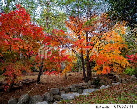 秋の再度公園（神戸・六甲山系） 68663243