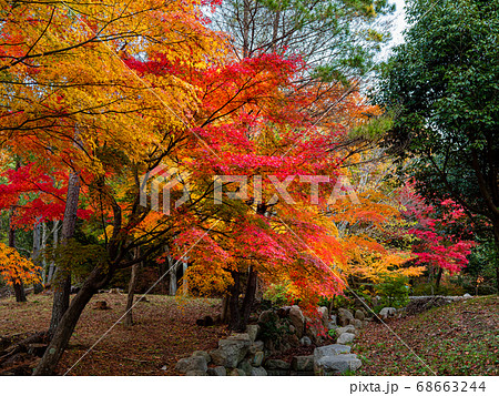 秋の再度公園（神戸・六甲山系） 68663244