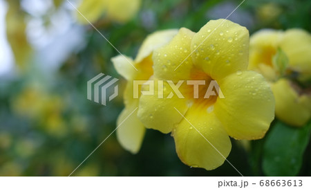 黄色いアラマンダ アリアケカズラ の花の写真素材