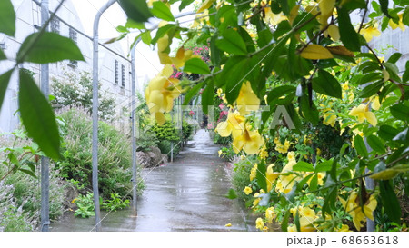 黄色いアラマンダ（アリアケカズラ）の花 68663618