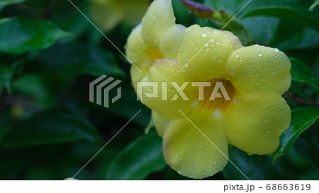黄色いアラマンダ アリアケカズラ の花の写真素材