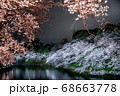 夜桜のライトアップ 68663778