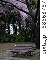 桜とベンチ 68663787