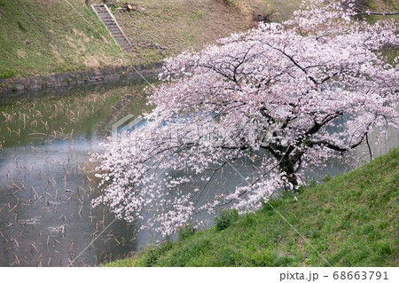 桜 桜 68663791