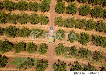 Tractor loaded with fresh Harvested Almonds crossing an Almond tree orchard. Tractor loaded with fresh Harvested Almonds crossing an Almond tree orchard. 68664193