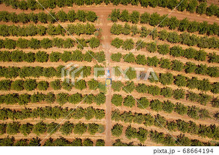 Tractor loaded with fresh Harvested Almonds crossing an Almond tree orchard. Tractor loaded with fresh Harvested Almonds crossing an Almond tree orchard. 68664194
