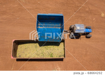 Almond picker harvester discharging, Aerial view. Almond picker harvester discharging, Aerial view. 68664202
