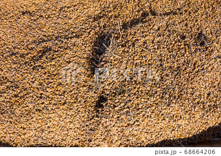 Pile of Fresh picked Almonds, Background image. Pile of Fresh picked Almonds, Background image. 68664206