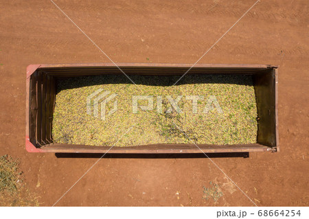 Fresh picked Almonds loaded in a parked tailer Fresh picked Almonds loaded in a parked tailer 68664254