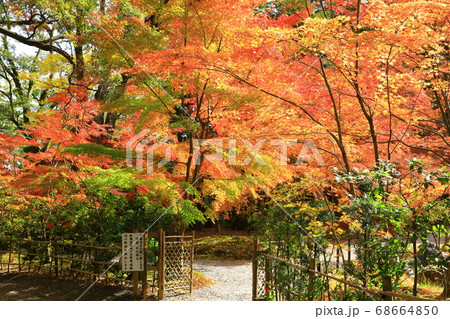 長岡天満宮の紅葉 68664850