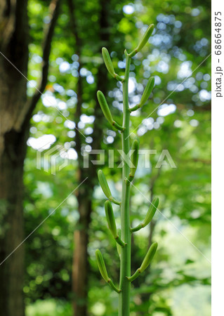 夏の林縁にオオウバユリの若い実 福島県只見町 夏の林縁にオオウバユリの若い実 福島県只見町 68664875