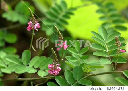 コマツナギの立ち上がる花 福島県只見町 コマツナギの立ち上がる花 福島県只見町 68664881