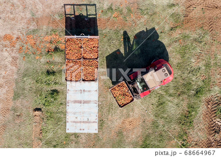 Forklift loading pallets of fresh picked Carrots onto a trailer Forklift loading pallets of fresh picked Carrots onto a trailer 68664967