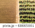 Olive tree plantation, Aerial image 68665001