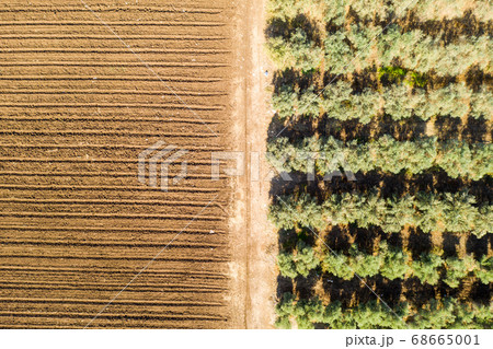 Olive tree plantation, Aerial image 68665001