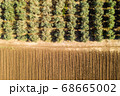 Olive tree plantation, Aerial image 68665002