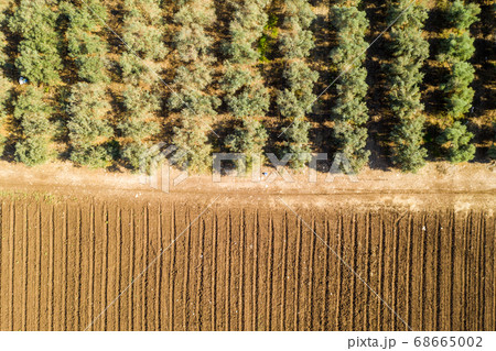Olive tree plantation, Aerial image Olive tree plantation, Aerial image 68665002