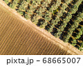 Olive tree plantation, Aerial image 68665007