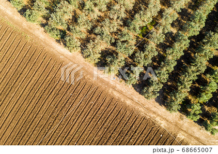 Olive tree plantation, Aerial image 68665007