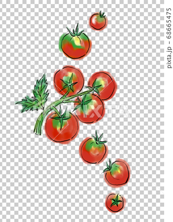 cherry tomato drawing