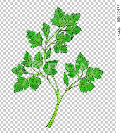 ベジタブル02 イタリアンパセリのイラスト素材 ベジタブル02 イタリアンパセリのイラスト素材