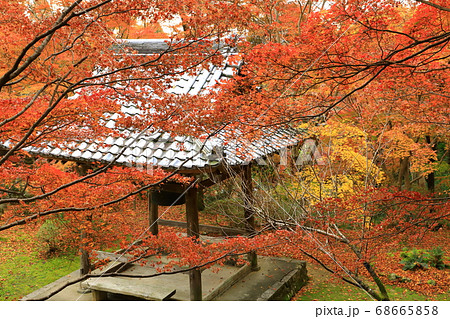 秋の勝持寺　紅葉と鐘楼堂 68665858