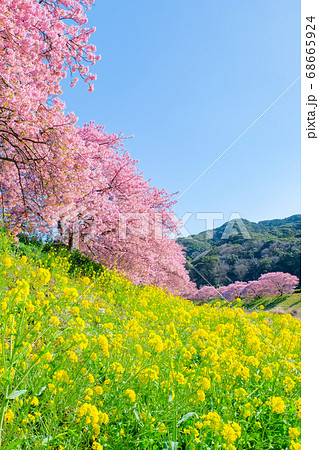 南伊豆町・下賀茂の河津桜 南伊豆町・下賀茂の河津桜 68665924