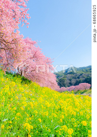 南伊豆町・下賀茂の河津桜 (ソフトフォーカス) 南伊豆町・下賀茂の河津桜 (ソフトフォーカス) 68665925