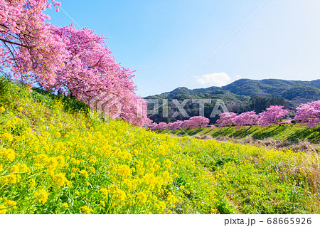 南伊豆町・下賀茂の河津桜 南伊豆町・下賀茂の河津桜 68665926