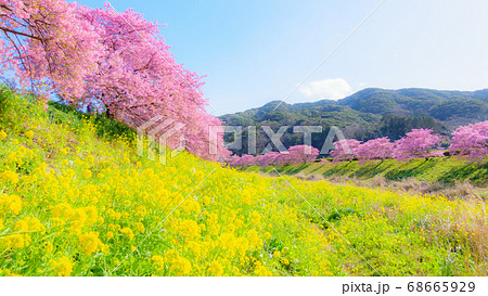 南伊豆町・下賀茂の河津桜 (ソフトフォーカス) 南伊豆町・下賀茂の河津桜 (ソフトフォーカス) 68665929