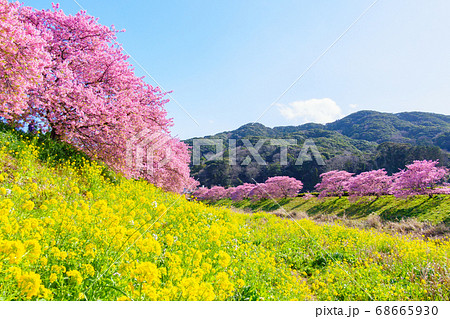 南伊豆町・下賀茂の河津桜 68665930