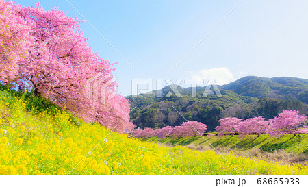 南伊豆町・下賀茂の河津桜　（ソフトフォーカス） 68665933