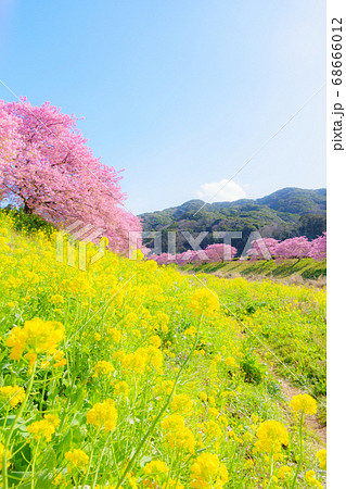 南伊豆町・下賀茂の河津桜　（ソフトフォーカス） 68666012