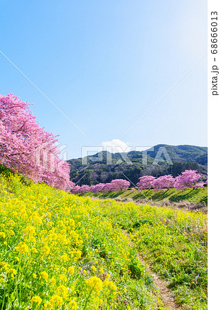 南伊豆町・下賀茂の河津桜 南伊豆町・下賀茂の河津桜 68666013