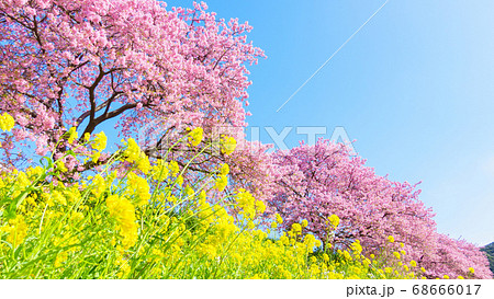 南伊豆町・下賀茂の河津桜 68666017