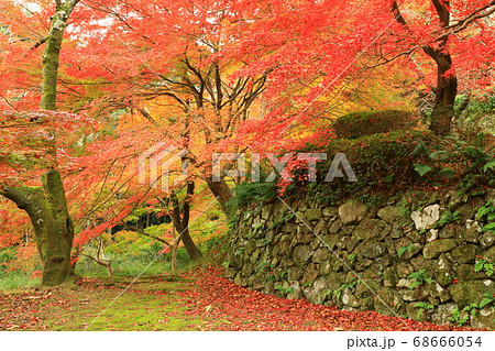 秋の勝持寺　紅葉風景 68666054