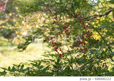 南天の実 68666222