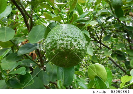 Citrus aurantium var in the garden.  S 68666361