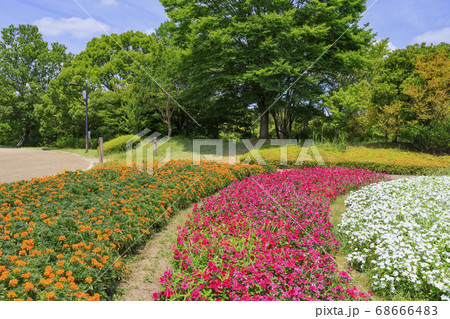 馬見丘陵公園　ひまわり　夏 68666483