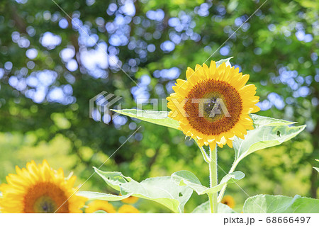 馬見丘陵公園 ひまわり 夏 馬見丘陵公園 ひまわり 夏 68666497