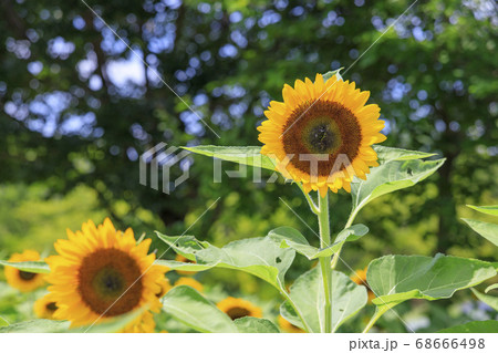 馬見丘陵公園　ひまわり　夏 68666498
