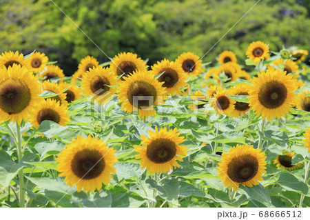 馬見丘陵公園 ひまわり 夏の写真素材 馬見丘陵公園 ひまわり 夏の写真素材