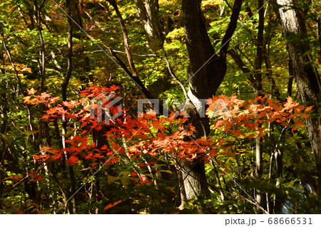 裏磐梯レークラインの紅葉 68666531