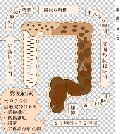 Colon fecal formation 68666603