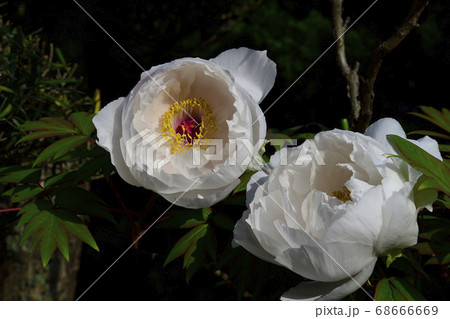 花、純白の牡丹です＠自宅の庭、堺市、大阪府 68666669