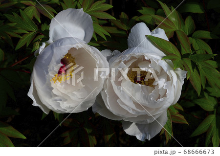 花、純白の牡丹です@自宅の庭、堺市、大阪府 花、純白の牡丹です@自宅の庭、堺市、大阪府 68666673