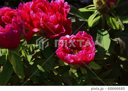 花、真紅の牡丹です@自宅の庭、堺市、大阪府 花、真紅の牡丹です@自宅の庭、堺市、大阪府 68666680