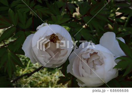 花、純白の牡丹です@自宅の庭、堺市、大阪府 花、純白の牡丹です@自宅の庭、堺市、大阪府 68666686