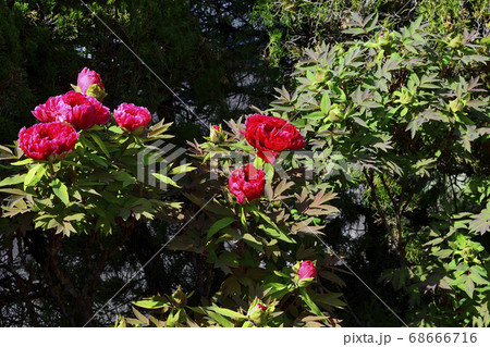 花、真紅の牡丹です＠自宅の庭、堺市、大阪府 68666716